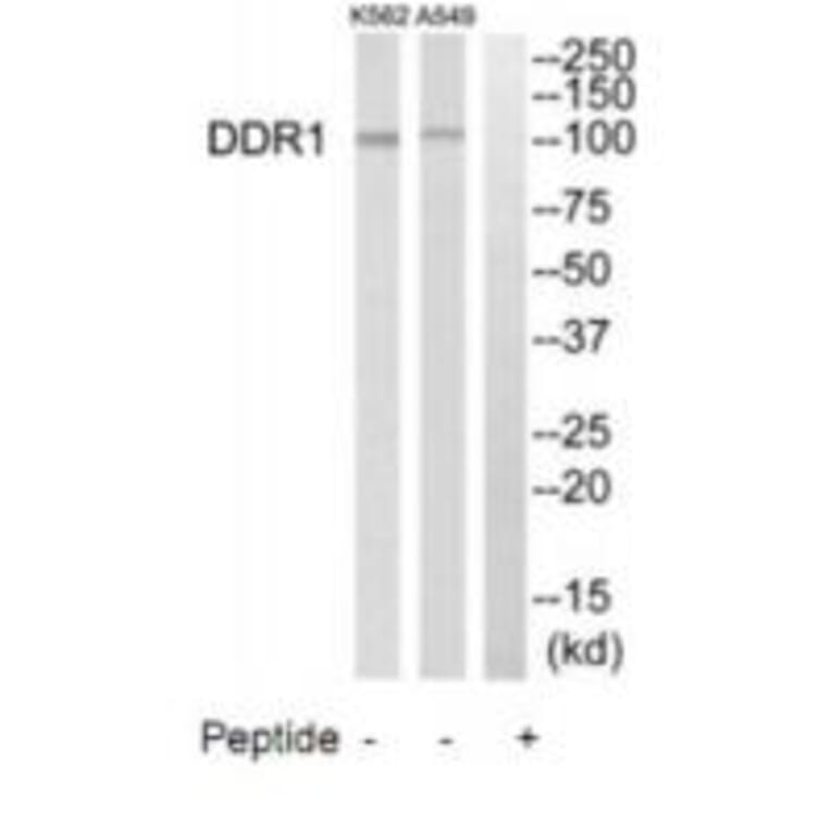 Western blot - DDR1 Antibody from Signalway Antibody (35282) - Antibodies.com