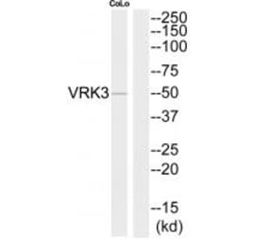 Western blot - VRK3 Antibody from Signalway Antibody (35300) - Antibodies.com