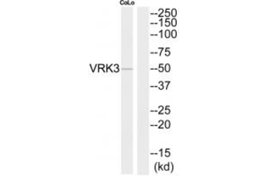 Western blot - VRK3 Antibody from Signalway Antibody (35300) - Antibodies.com