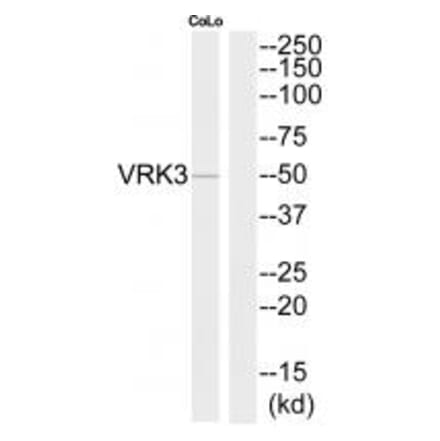 Western blot - VRK3 Antibody from Signalway Antibody (35300) - Antibodies.com