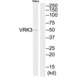 Western blot - VRK3 Antibody from Signalway Antibody (35300) - Antibodies.com