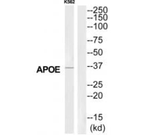 Western blot - APOE Antibody from Signalway Antibody (35301) - Antibodies.com