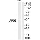 Western blot - APOE Antibody from Signalway Antibody (35301) - Antibodies.com