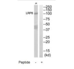Western blot - LRP8 Antibody from Signalway Antibody (35302) - Antibodies.com
