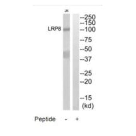 Western blot - LRP8 Antibody from Signalway Antibody (35302) - Antibodies.com
