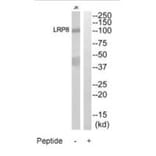 Western blot - LRP8 Antibody from Signalway Antibody (35302) - Antibodies.com
