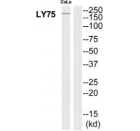 Western blot - LY75 Antibody from Signalway Antibody (35311) - Antibodies.com