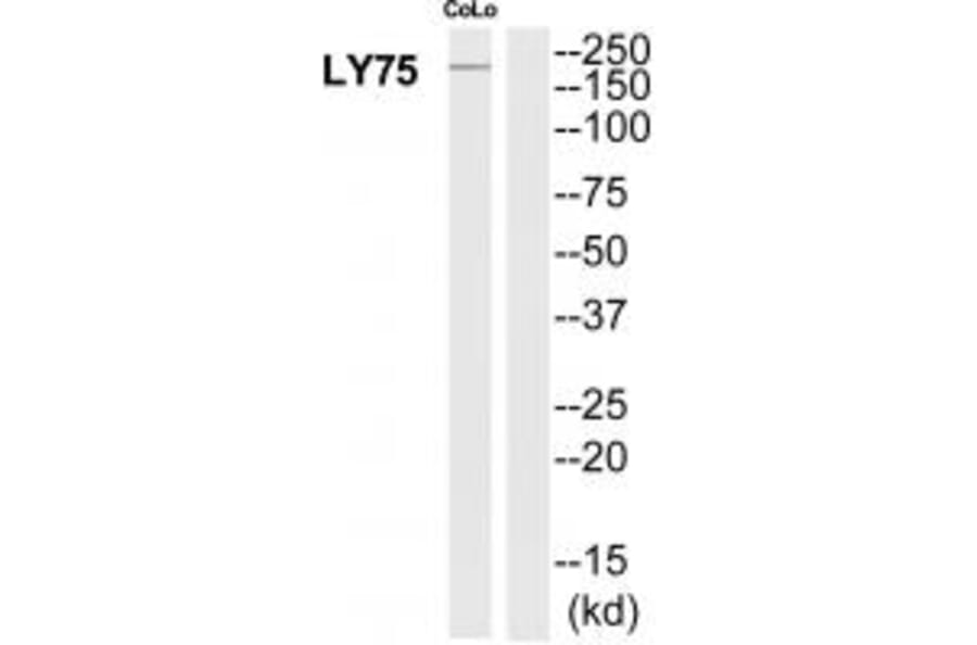Western blot - LY75 Antibody from Signalway Antibody (35311) - Antibodies.com