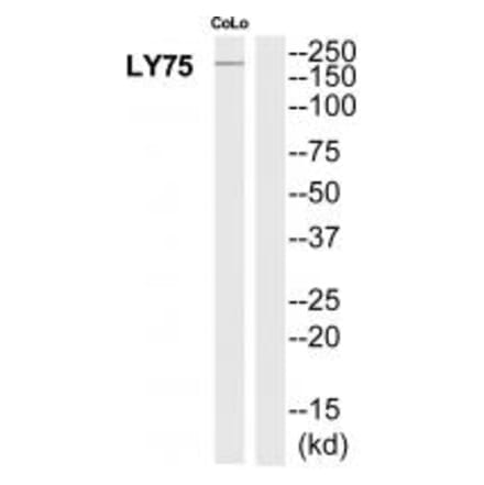 Western blot - LY75 Antibody from Signalway Antibody (35311) - Antibodies.com