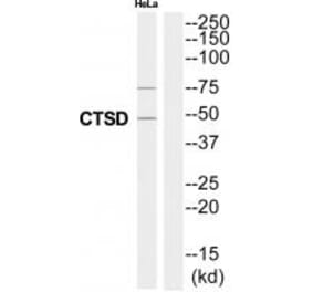Western blot - CTSD Antibody from Signalway Antibody (35320) - Antibodies.com