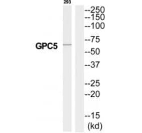 Western blot - GPC5 Antibody from Signalway Antibody (35326) - Antibodies.com