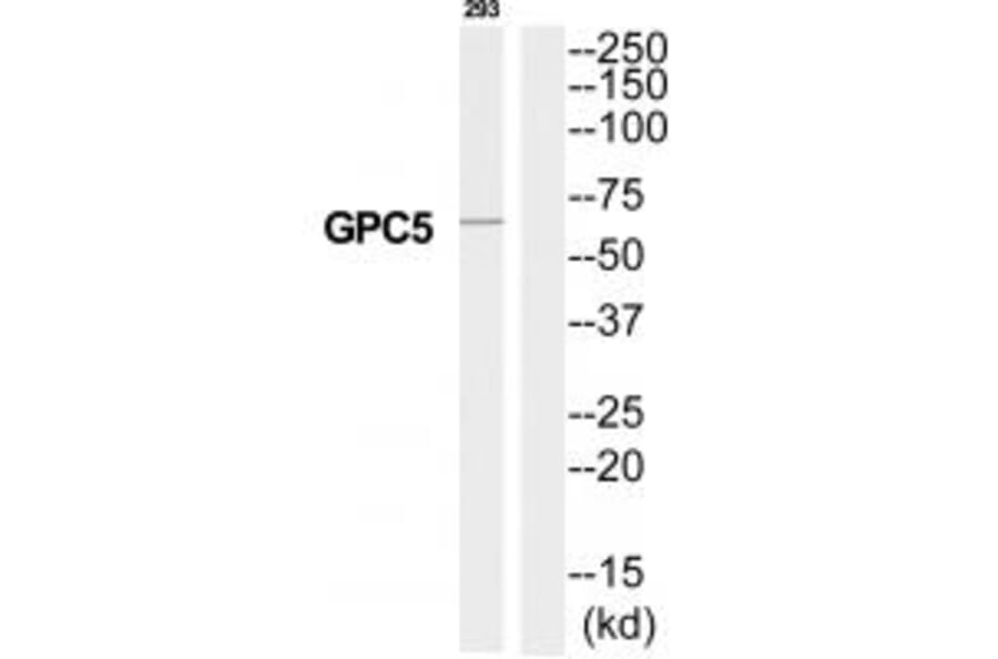 Western blot - GPC5 Antibody from Signalway Antibody (35326) - Antibodies.com