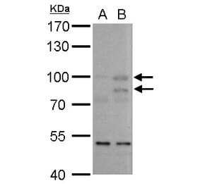 MDM2 Antibody from Signalway Antibody (35346) - Antibodies.com