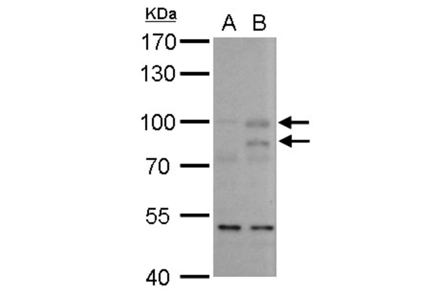 MDM2 Antibody from Signalway Antibody (35346) - Antibodies.com