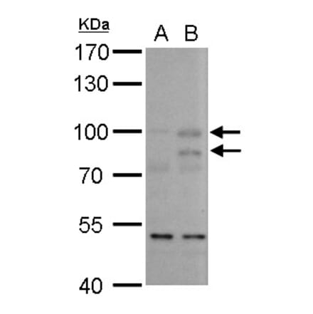 MDM2 Antibody from Signalway Antibody (35346) - Antibodies.com
