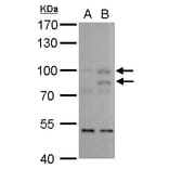 MDM2 Antibody from Signalway Antibody (35346) - Antibodies.com