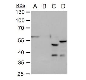 GFAP Antibody from Signalway Antibody (35350) - Antibodies.com