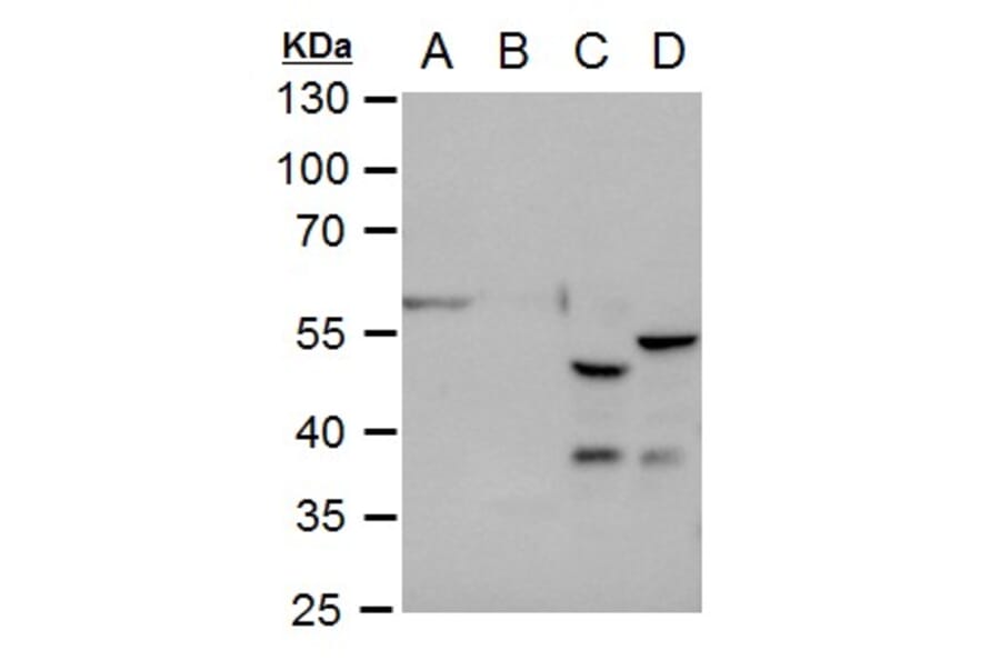 GFAP Antibody from Signalway Antibody (35350) - Antibodies.com