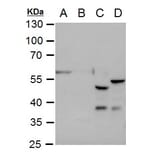 GFAP Antibody from Signalway Antibody (35350) - Antibodies.com
