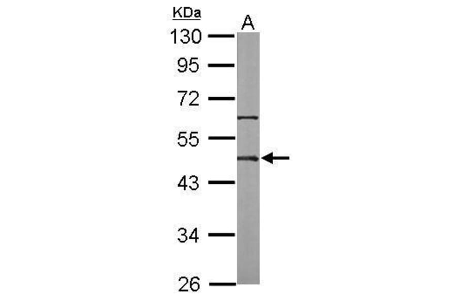 Oct4 Antibody from Signalway Antibody (35351) - Antibodies.com