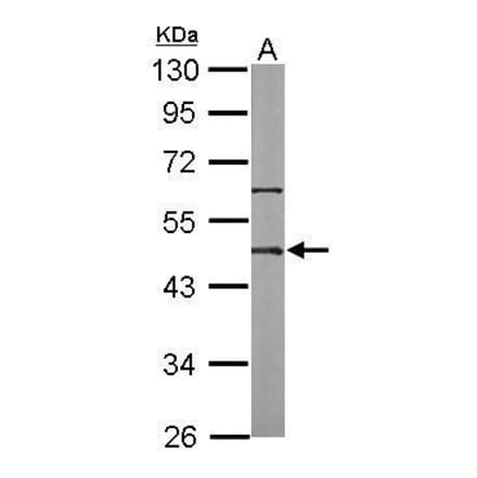 Oct4 Antibody from Signalway Antibody (35351) - Antibodies.com