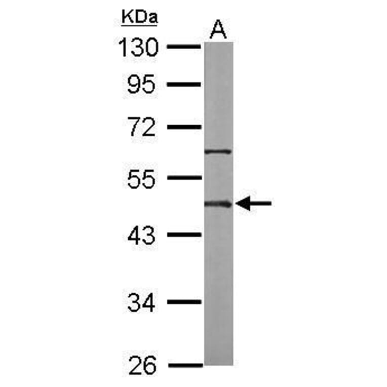 Oct4 Antibody from Signalway Antibody (35351) - Antibodies.com