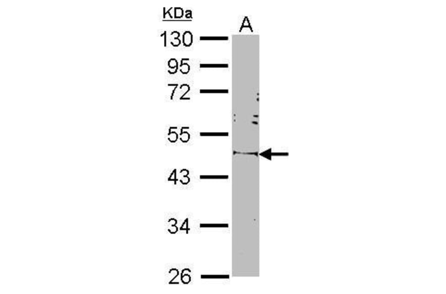 Oct4 Antibody from Signalway Antibody (35351) - Antibodies.com