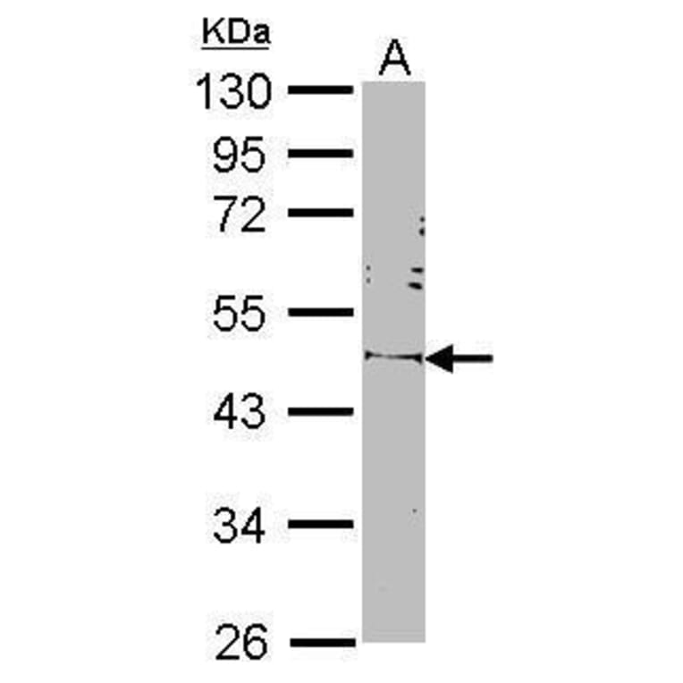 Oct4 Antibody from Signalway Antibody (35351) - Antibodies.com