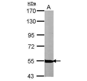 NRG1 Antibody from Signalway Antibody (35356) - Antibodies.com