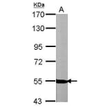 NRG1 Antibody from Signalway Antibody (35356) - Antibodies.com