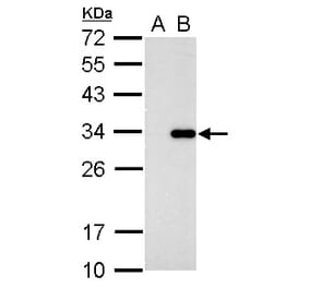 CDK2 Antibody from Signalway Antibody (35361) - Antibodies.com