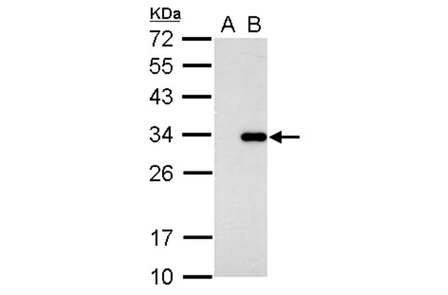 CDK2 Antibody from Signalway Antibody (35361) - Antibodies.com