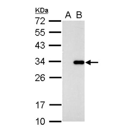 CDK2 Antibody from Signalway Antibody (35361) - Antibodies.com