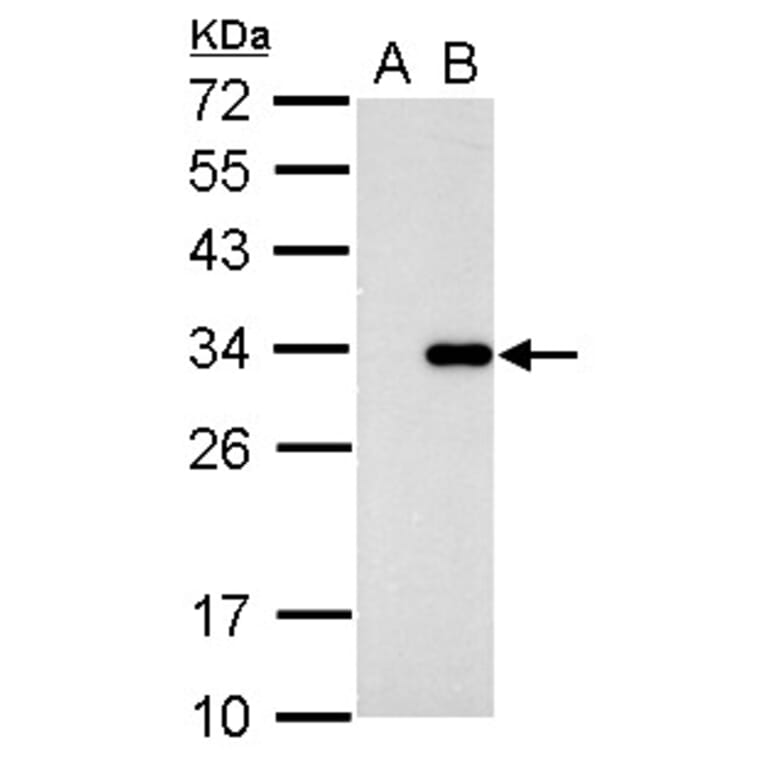 CDK2 Antibody from Signalway Antibody (35361) - Antibodies.com