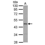 ELK1 Antibody from Signalway Antibody (35362) - Antibodies.com