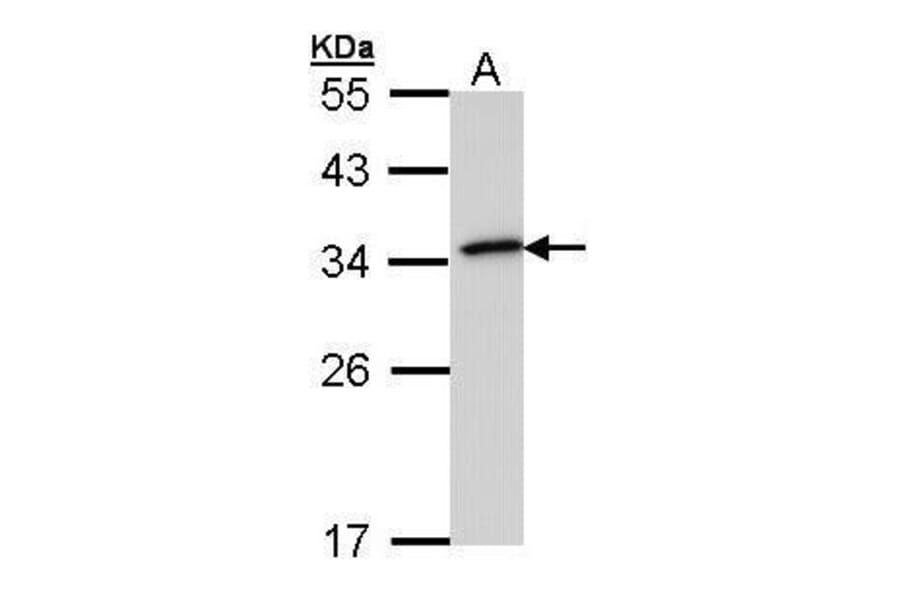 NQO1 Antibody from Signalway Antibody (35365) - Antibodies.com