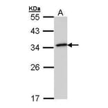 NQO1 Antibody from Signalway Antibody (35365) - Antibodies.com