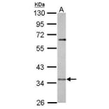 CCR5 Antibody from Signalway Antibody (35367) - Antibodies.com