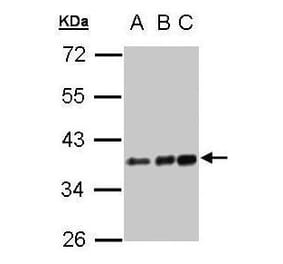 CD14 Antibody from Signalway Antibody (35368) - Antibodies.com
