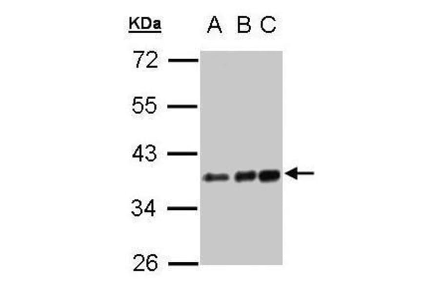 CD14 Antibody from Signalway Antibody (35368) - Antibodies.com