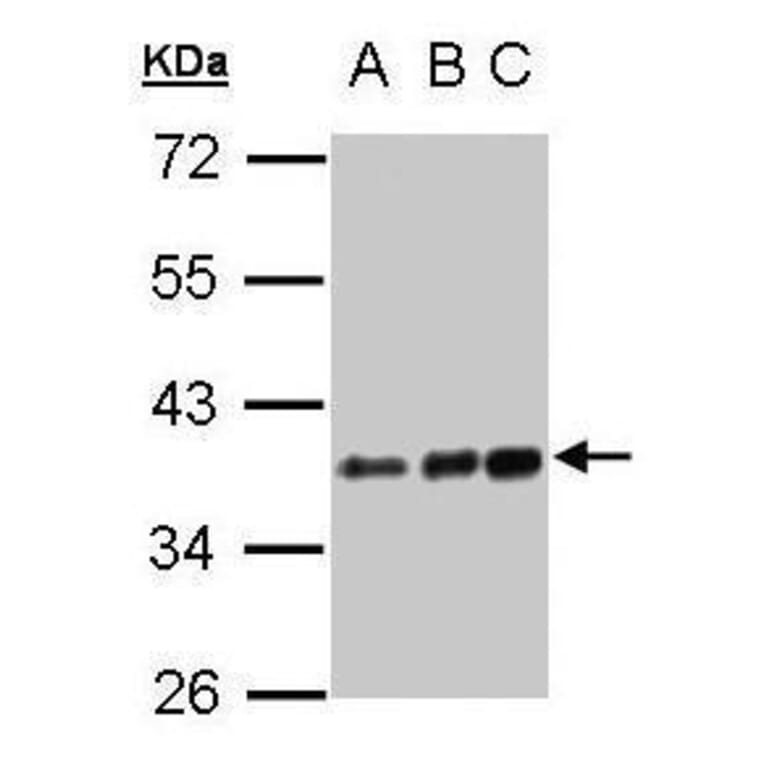 CD14 Antibody from Signalway Antibody (35368) - Antibodies.com