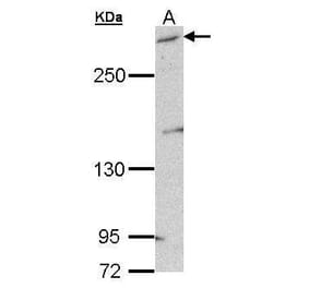mTOR Antibody from Signalway Antibody (35373) - Antibodies.com