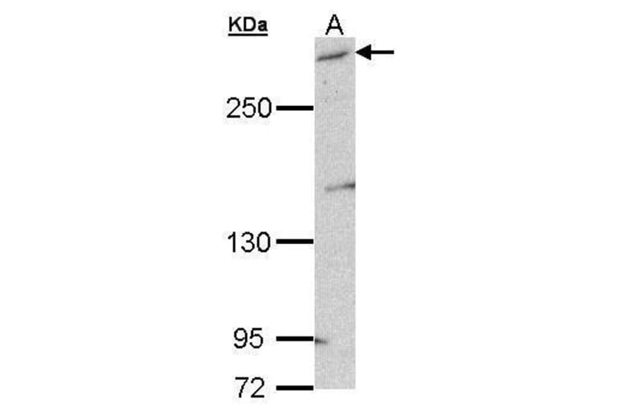 mTOR Antibody from Signalway Antibody (35373) - Antibodies.com