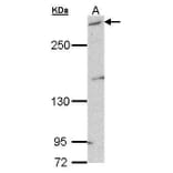 mTOR Antibody from Signalway Antibody (35373) - Antibodies.com
