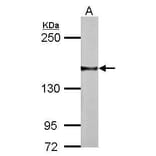 NCAM Antibody from Signalway Antibody (35377) - Antibodies.com