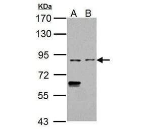 CD68 Antibody from Signalway Antibody (35380) - Antibodies.com
