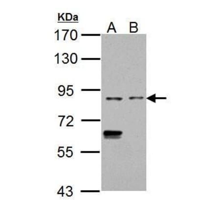 CD68 Antibody from Signalway Antibody (35380) - Antibodies.com