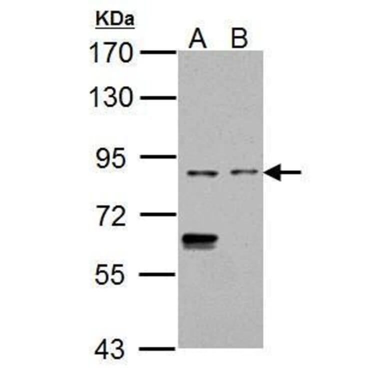 CD68 Antibody from Signalway Antibody (35380) - Antibodies.com