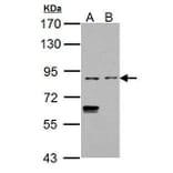 CD68 Antibody from Signalway Antibody (35380) - Antibodies.com