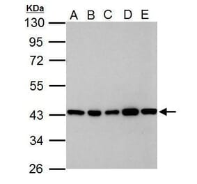 GOT2 Antibody from Signalway Antibody (35384) - Antibodies.com